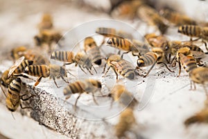 Bees find food and keep in White bee boxes