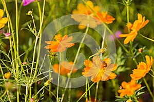 The bees find nectar of flowers Cosmos bipinnatus and garden as the background.