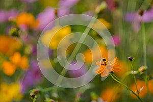 Bees find nectar of flowers and garden Cosmos bipinnatus background.