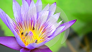 Bees find sweet on pollen of purple lotus flower