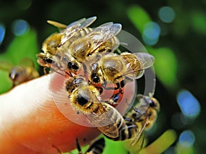 Abejas sobre el dedo de mano 