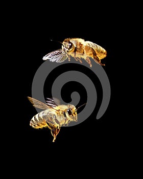 Bees in flight. Close-up on a black background