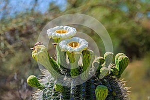 Bees in flight, enroute to Saguaro cactus flowers