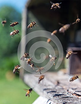 Bees in flight near beehive