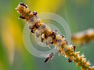Bees and flourishing Areca Flower