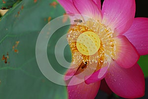 Bees in flower core