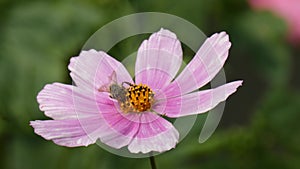 Bees In Flower Garden Cosmos Cosmos Bipinnatus