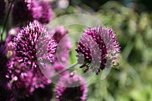 Bees on the flower od chieve, pollinating the plant