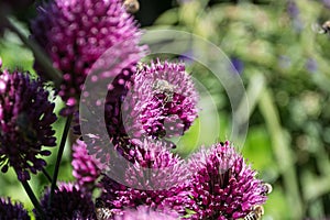 Bees on the flower od chieve, pollinating the plant