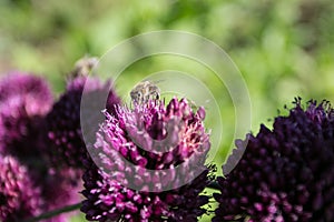 Bees on the flower od chieve, pollinating the plant