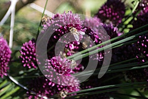 Bees on the flower od chieve, pollinating the plant