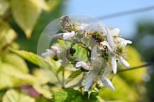 Bees and flower Raspberry