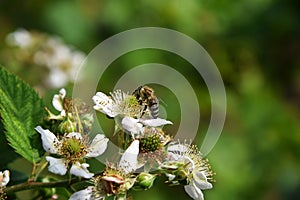 Bees and flower Raspberry