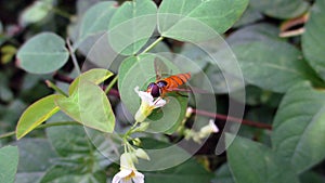 Bees and Flowers