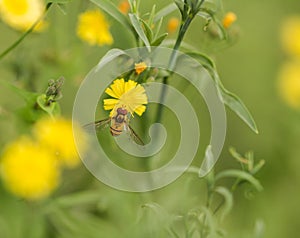 Bees and flowers