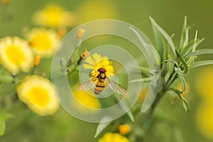 Bees and flowers