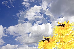 bees on a flowers photo