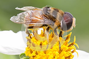 Bees&flowers