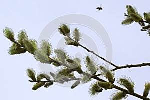 Bees on flowers of a willow in the spring