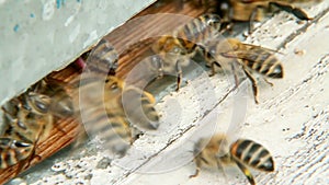 Bees fly into beehive 2