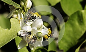 Bees fly to collect pollen from a white flower with a blurred background of leaves