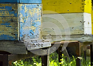 Bees fly to the hive. Beekeeping. A swarm of bees brings honey home. Apiary.