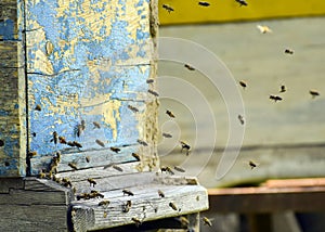 Bees fly to the hive. Beekeeping. A swarm of bees brings honey home. Apiary.