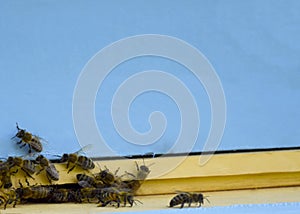 Bees fly to the hive. Beekeeping. A swarm of bees brings honey home. Apiary