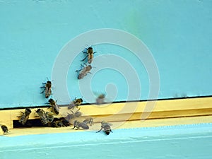 Bees fly to the hive. Beekeeping. A swarm of bees brings honey home. Apiary