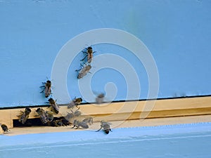 Bees fly to the hive. Beekeeping. A swarm of bees brings honey home. Apiary