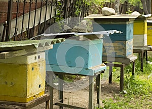 Bees fly to the hive. Beekeeping. A swarm of bees brings honey home. Apiary