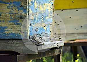 Bees fly to the hive. Beekeeping. A swarm of bees brings honey home. Apiary