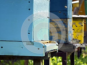 Bees fly to the hive. Beekeeping. A swarm of bees brings honey home. Apiary