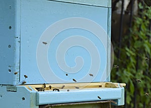 Bees fly to the hive. Beekeeping. A swarm of bees brings honey home. Apiary.