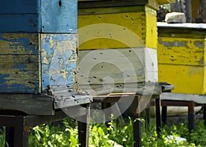 Bees fly to the hive. Beekeeping. A swarm of bees brings honey home. Apiary