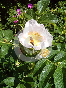 bees flyed on the bud