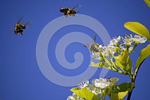 Bees Flying Around Flowers