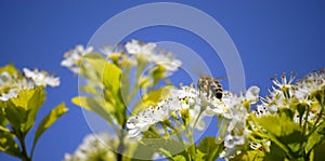 Bees Flying Around Flowers photo