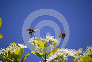 Bees Flying Around Flowers