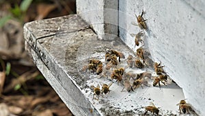 bees flying back in hive after a harvest period
