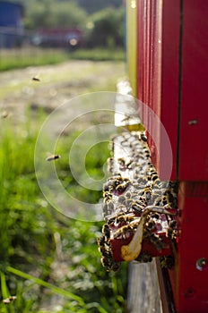 Bees flying back to the hive, spring harvest