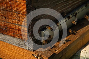 Bees flying back to their hive