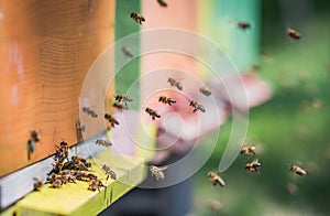 Bees flying entering honeycomb bee hive