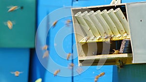 Bees flying in and out of blue beehive