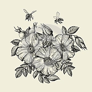 Bees flying to the flower. Hand drawn beekeeping. Vector illustration photo