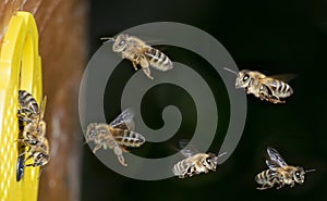 Bees flying to the hive