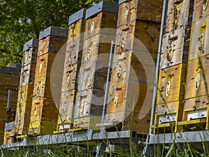 bees flying to the hive - bee breeding