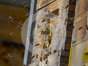Bees flying to the hive - bee breeding