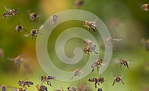 Bees flying in to hive - bee breeding Apis mellifera