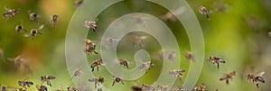 Bees flying in to hive - bee breeding Apis mellifera